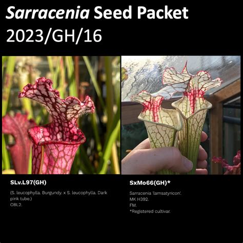 2023 GH 16 Sarracenia Seeds Mysite