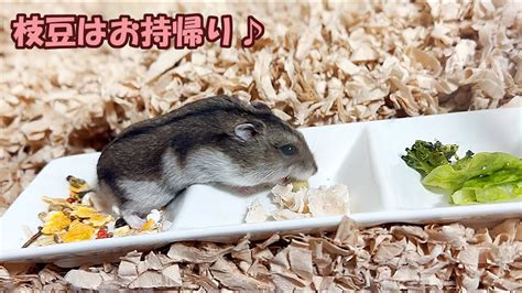 【ハムスター】枝豆を丸々頬袋に入れるジャンガリアンハムスター【4k】djungarian Hamster With Whole Edamame