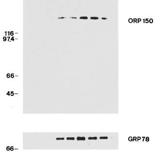 Induction of ORP150 in cultured astrocytes by hypoxia and... | Download ...