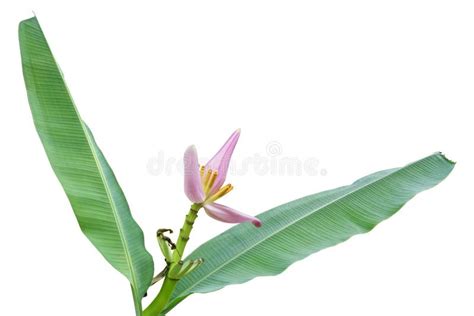 Fiore Rosa Con Le Foglie Verdi Della Pianta Tropicale Di Fioritura