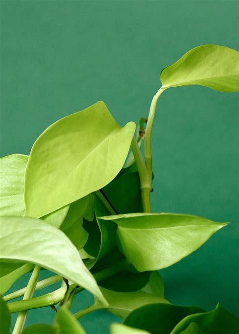 Epipremnum Aureum Neon Pothos S Plant Circle