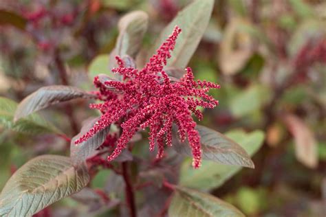 How To Plant Amaranth Seeds Storables