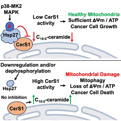 The Heat Shock Protein Hsp27 Controls Mitochondrial Function By