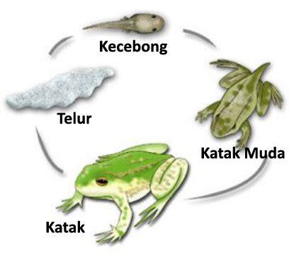 Metamorfosis Katak Sempurna dari Fase Telur sampai Katak Dewasa – Dunia ...