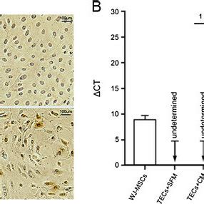 Human Hepatocyte Growth Factor Hgf Mrna And Protein Present In