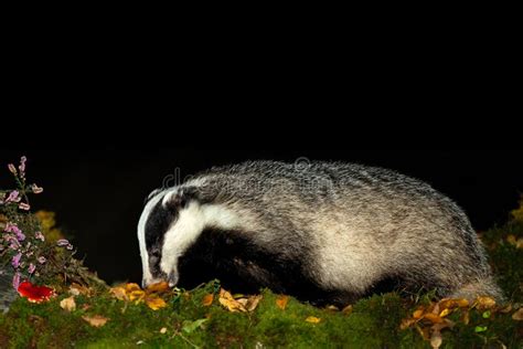 Badger Scientific Name Meles Meles Close Up Of A Wild Badger