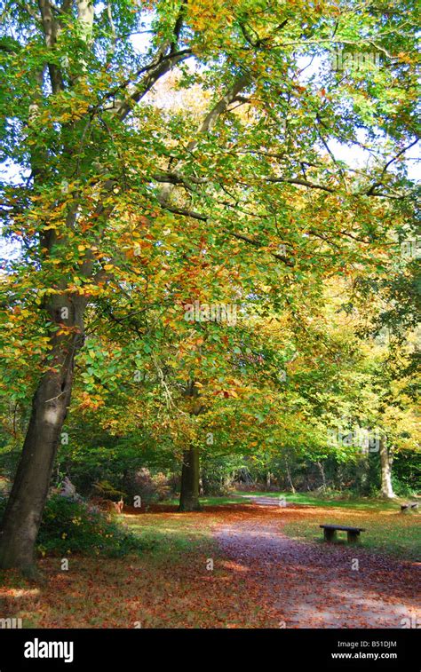 Ancient Woodlands In Autumn Burnham Beeches Burnham Buckinghamshire