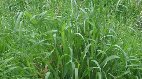 Quackgrass vs Crabgrass: Differences & What They Look Like - Igra World