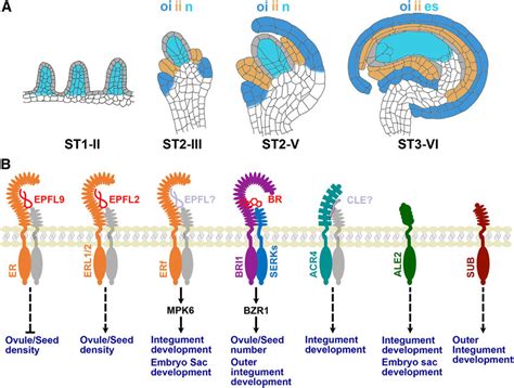 RLKs mediate ovule development. | Download Scientific Diagram