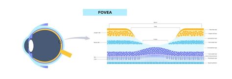 Premium Vector | Macula fovea and foveola