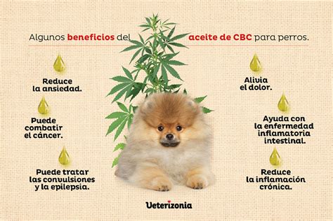 Pueden Los Aceites De Cbd Ayudar Con Las Convulsiones En Los Perros