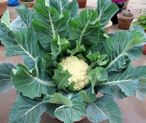 100 Heirloom Cauliflower Snowball White Brassica Seeds