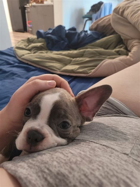 Boston Terrier For Sale In Prescott Petzlover