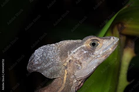 Common Male Basilisk Basiliscus Basiliscus Aka Jesus Christ Lizard