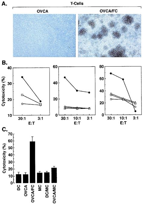 Stimulation Of Antitumor Ctl Cells By Autologous Ovca Fc A Pbmc Were