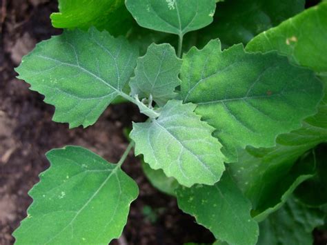 White goosefoot - World Crops Database