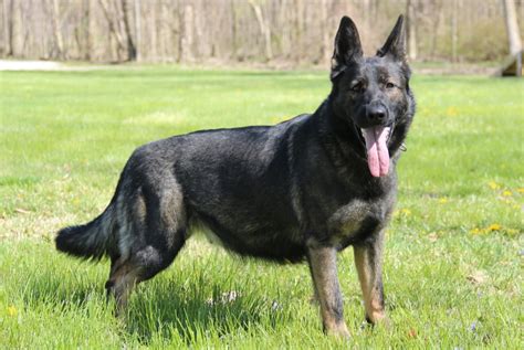 What Is A Black Sable German Shepherd