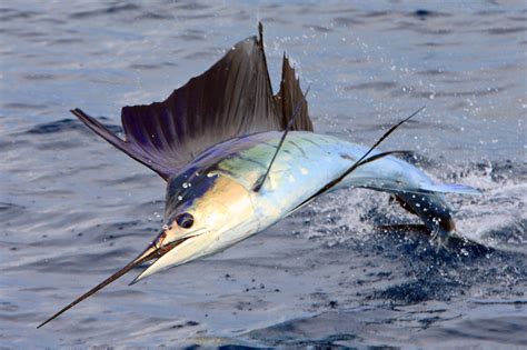 Sailfish: Fastest Fish In The Ocean • Lazer Horse