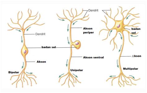 Jenis Sel Saraf Berdasarkan Fungsinya - IMAGESEE