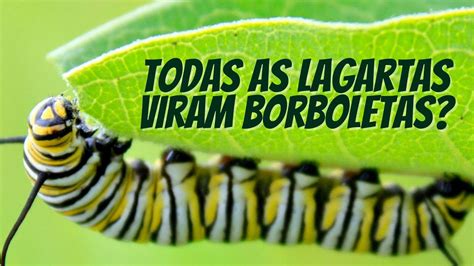 Todas As Lagartas Viram Borboletas - SERÁ que todas as LAGARTAS viram BORBOLETA? - YouTube