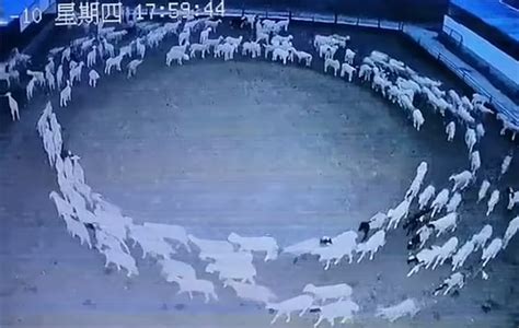 Sheep Moving In Circles Of 12 Days In China Watch Viral Video