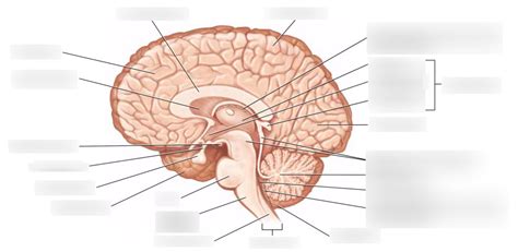 CNS Diagram Quizlet