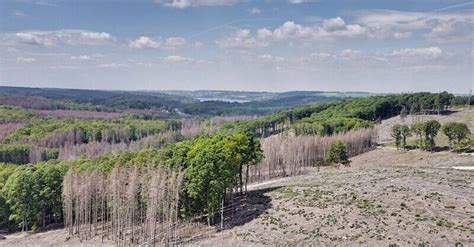 Arnsberger Waldforum 2022 eröffnet jetzt live verfolgen Wald Holz