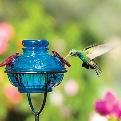 Hummingbird Feeder Tips - Yard Envy