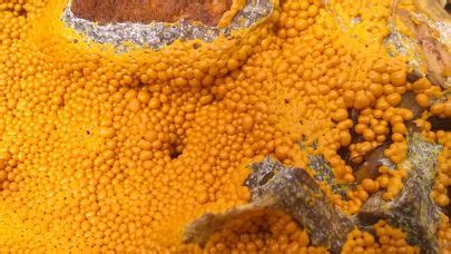 Leocarpus Fragilis The Ultimate Mushroom Guide