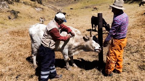 Ancash MINAGRI despliega estrategias sanitarias para la prevención del