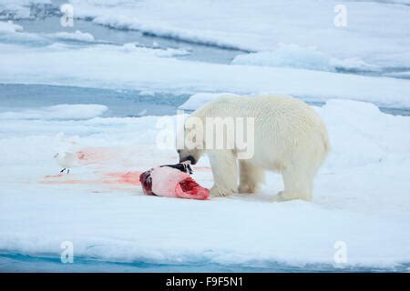 polar bear eating seal / Ursus maritimus Stock Photo - Alamy