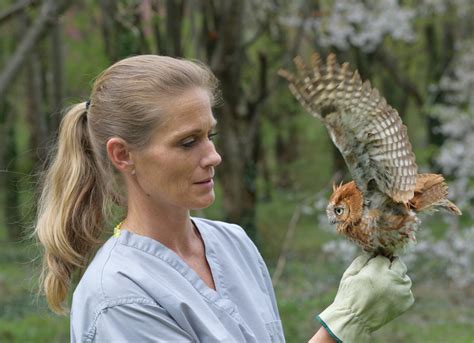 Profile Of An Eastern Screech Owl - City Wildlife