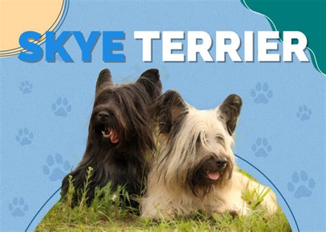 Skye Terrier Dog Breed Info, Pictures, Traits & Facts | Hepper