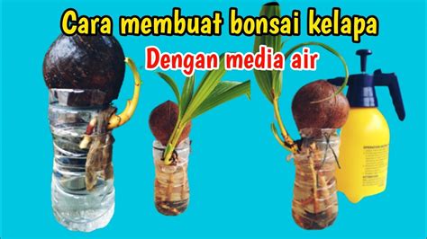 CARA MEMBUAT BONSAI KELAPA MEDIA AIR YouTube