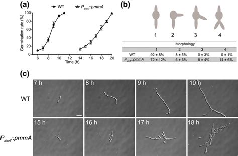 Conidial germination is affected by repression of AfpmmA. (a ... 