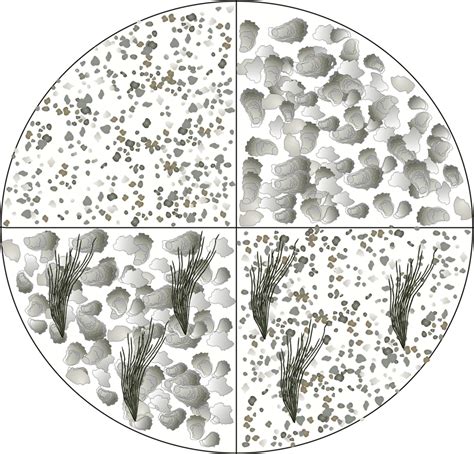 King crab habitat used in preference trials: sand (upper left), shell ...