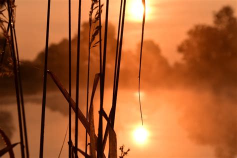 Free Images Nature Grass Branch Light Cloud Sky Sun Fog