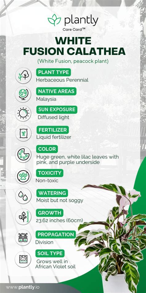 Calathea White Fusion Plant Care Plantly