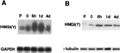 A HMGI Y Induction During NIH 3T3 L1 Preadipocyte Differentiation