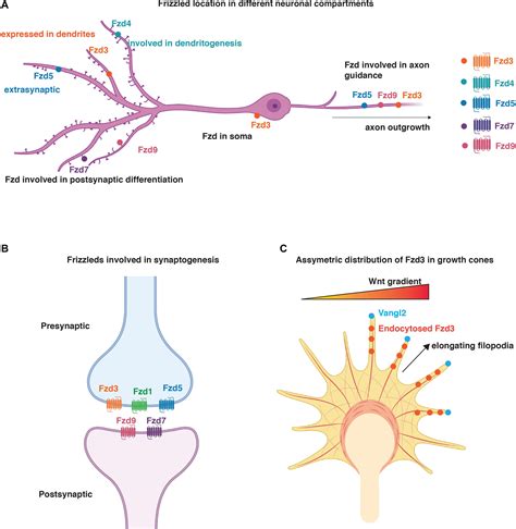 Frontiers A Role For Frizzled And Their Post Translational