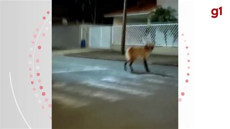 V Deo Lobo Guar Visto Em Avenida De Nova Prata Do Igua U Paran G