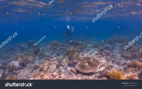 Sexy Girl Wearing Bikini Freediving Crystal库存照片1500992381 Shutterstock