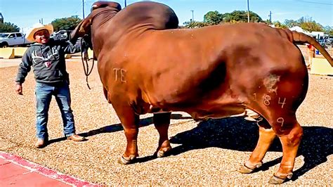 Red Brahman Bull Going To Collection Center Youtube