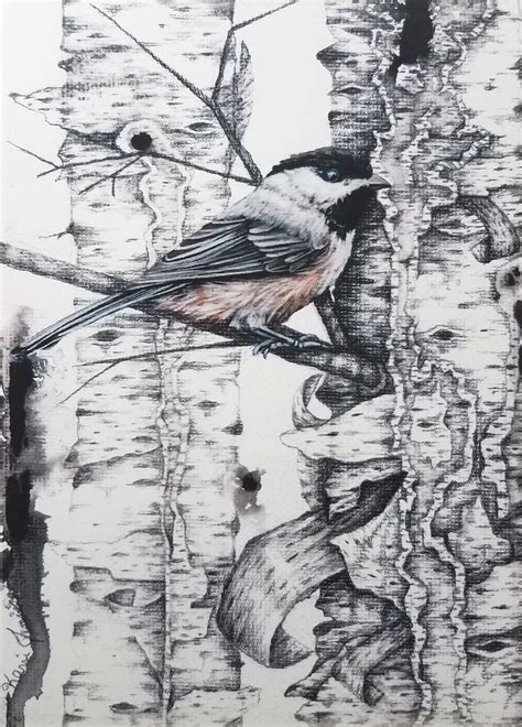 Chickadee And Birch Tree