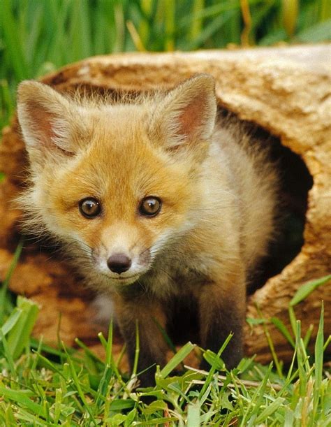 Wild Animal Tiere Wild Ausgestopftes Tier Süßeste Haustiere Fox Cub