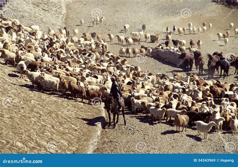 Herdsman With Sheep With Typical Nepali Hat On Head Editorial Image ...