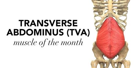 Transverse Abdominis Muscle Its Attachments And Actions 58 OFF