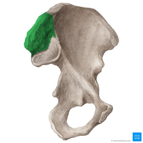 Sacroiliac Joint Anatomy Function Kenhub