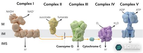 Electron Transport Chain – SciStyle