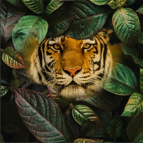 Floral Tiger Photo Manipulation Tutorial - Photoshop Tutorials